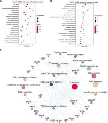 Integration of Transcriptome and Methylome Highlights the Roles of Cell Cycle and Hippo Signaling Pathway in Flatfish Sexual Size Dimorphism